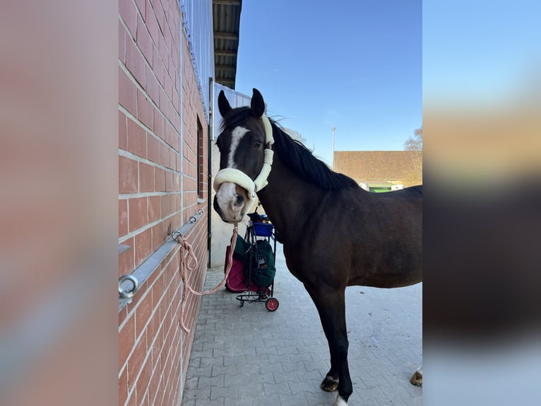 KWPN Stute 12 Jahre 165 cm Brauner in Kleve