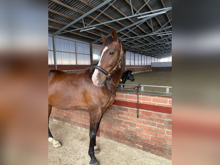 KWPN Stute 12 Jahre 165 cm Brauner in Kleve