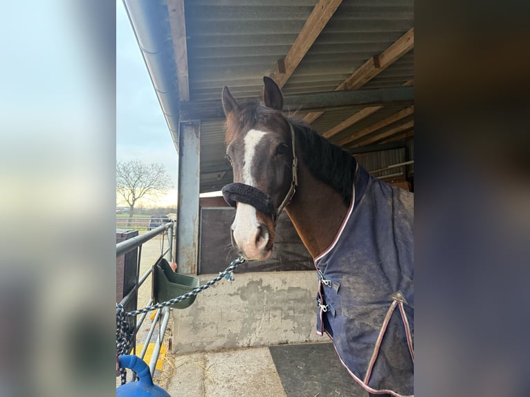 KWPN Stute 12 Jahre 165 cm Brauner in Kleve