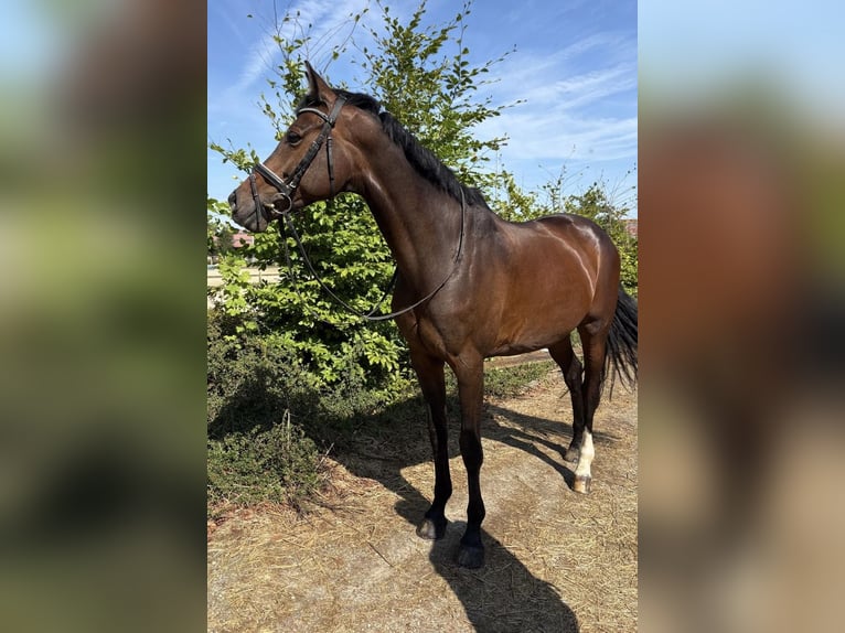 KWPN Stute 12 Jahre 166 cm Brauner in Veltem-Beisem