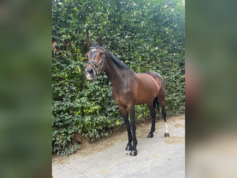 KWPN Stute 12 Jahre 166 cm Brauner in Veltem-Beisem