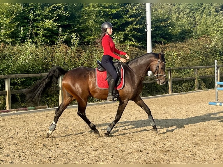KWPN Stute 12 Jahre 166 cm Brauner in Veltem-Beisem