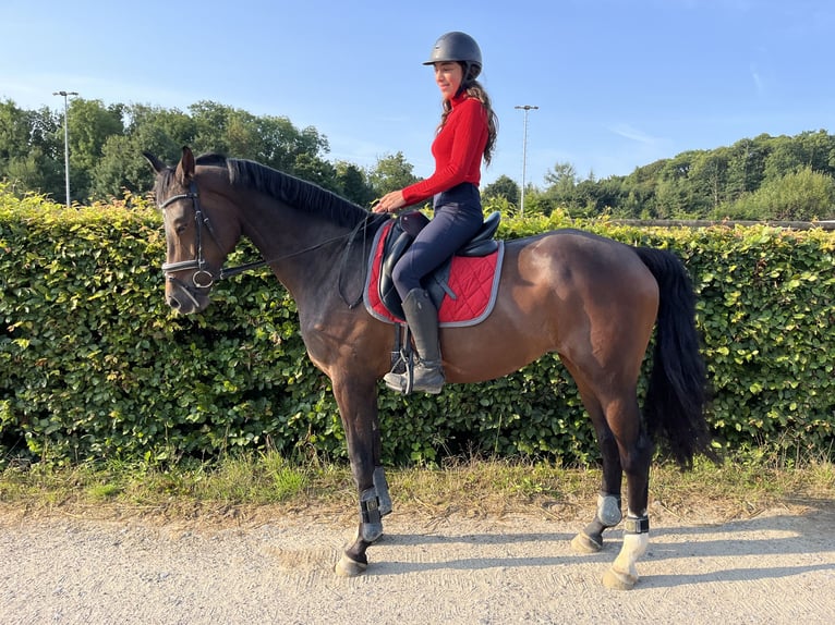 KWPN Stute 12 Jahre 166 cm Brauner in Veltem-Beisem