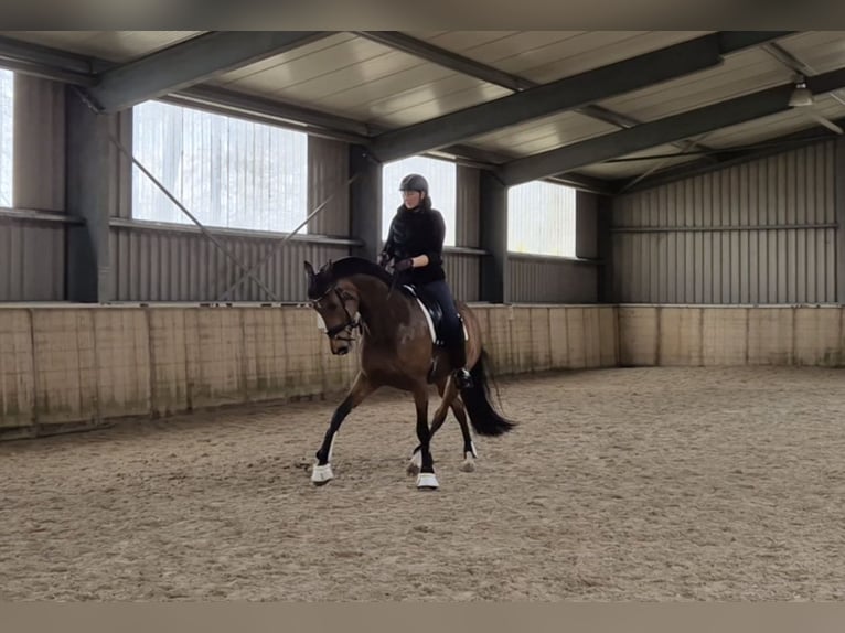 KWPN Stute 12 Jahre 166 cm Brauner in Marum
