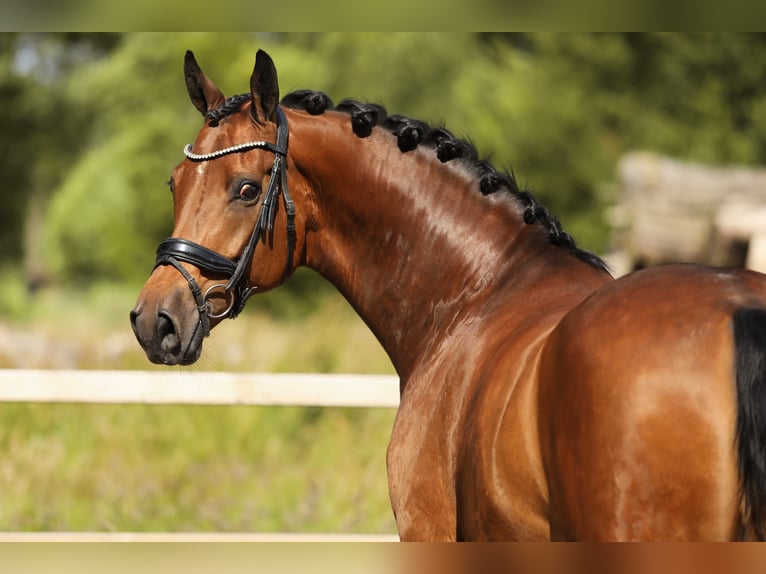 KWPN Stute 12 Jahre 166 cm Brauner in Marum