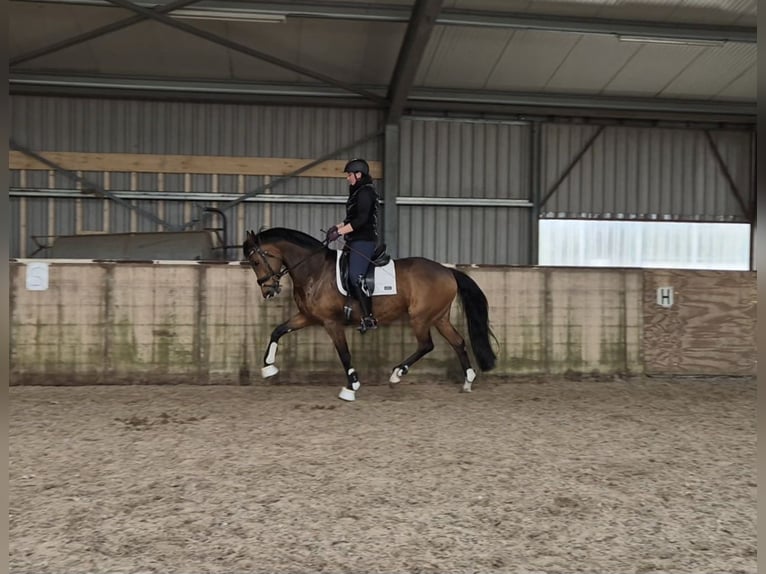 KWPN Stute 12 Jahre 166 cm Brauner in Marum