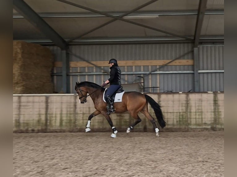 KWPN Stute 12 Jahre 166 cm Brauner in Marum