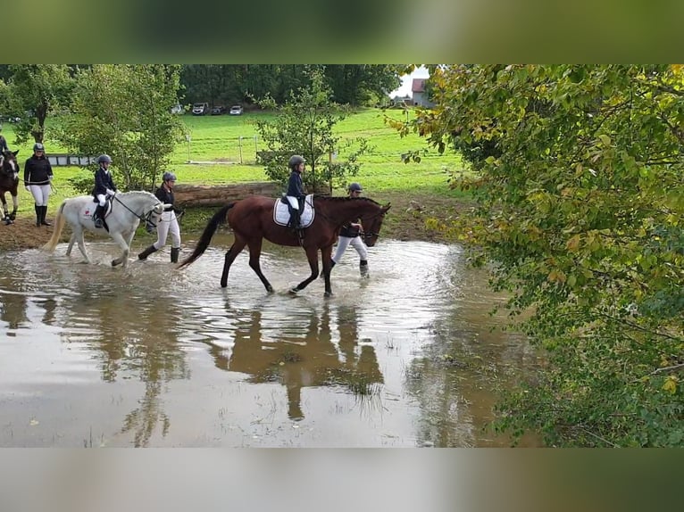 KWPN Stute 12 Jahre 166 cm Brauner in Oppach