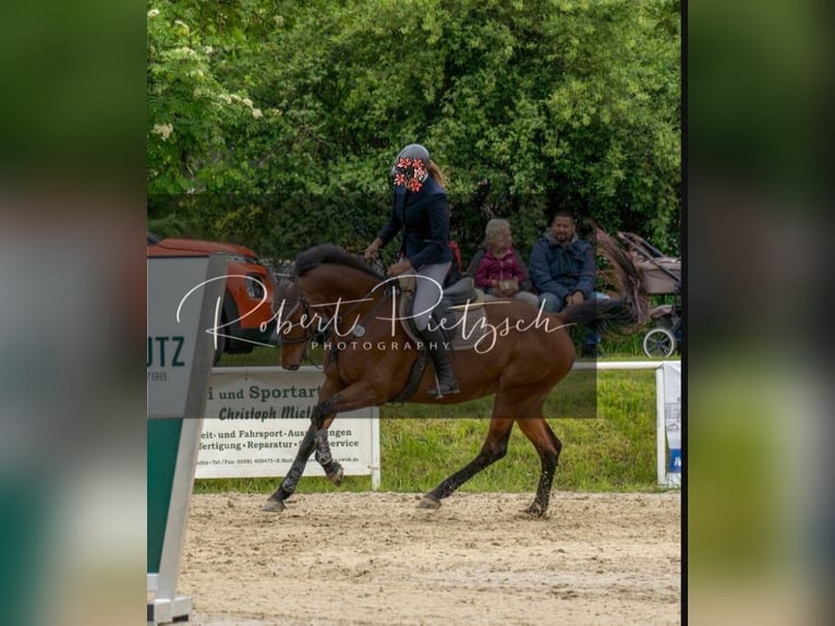 KWPN Stute 12 Jahre 166 cm Brauner in Oppach
