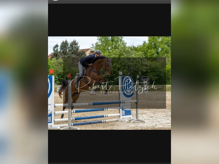 KWPN Stute 12 Jahre 166 cm Brauner in Oppach