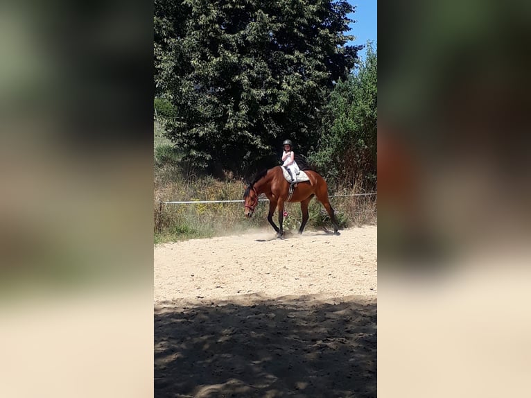KWPN Stute 12 Jahre 166 cm Brauner in Oppach