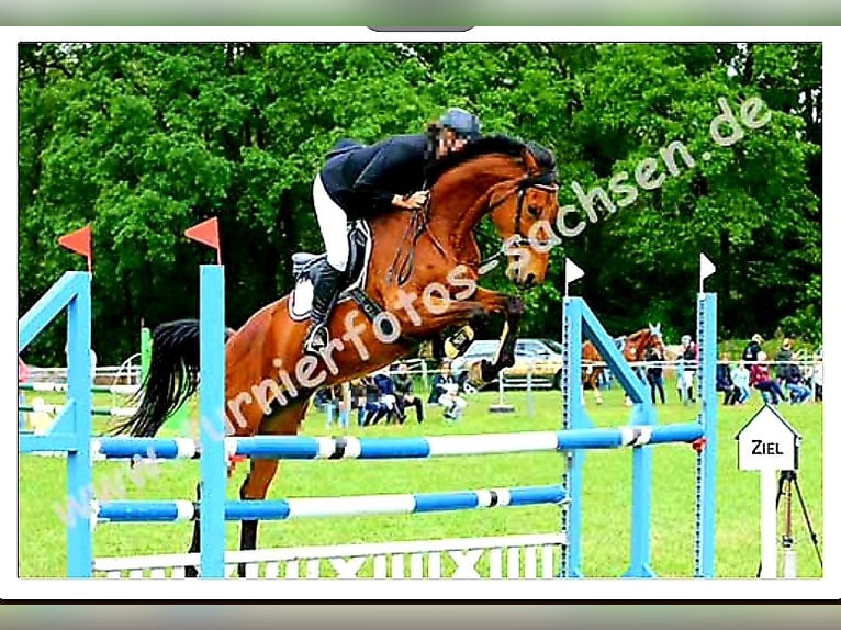KWPN Stute 12 Jahre 166 cm Brauner in Oppach