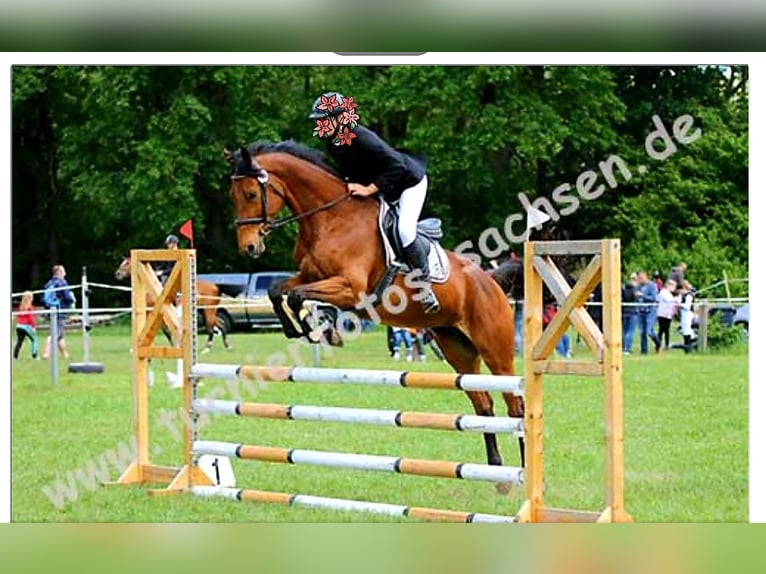 KWPN Stute 12 Jahre 166 cm Brauner in Oppach