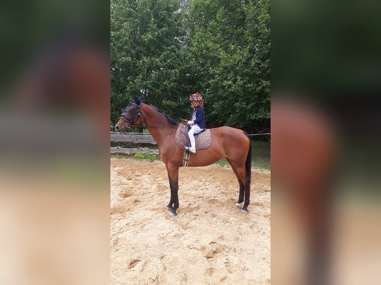 KWPN Stute 12 Jahre 166 cm Brauner in Oppach