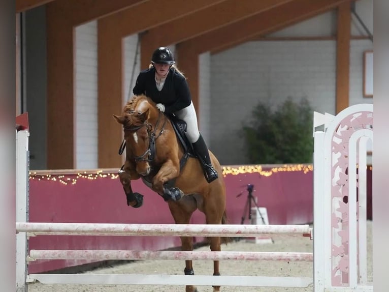 KWPN Stute 12 Jahre 166 cm Fuchs in Wachtendonk