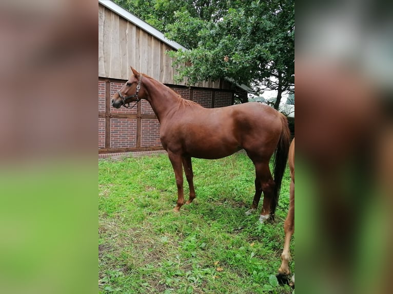 KWPN Stute 12 Jahre 167 cm Fuchs in Olfen