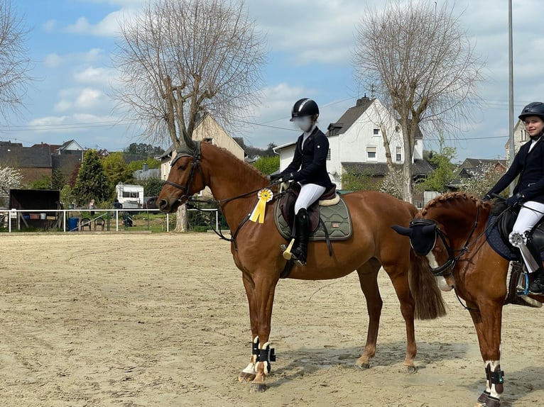 KWPN Stute 12 Jahre 167 cm Fuchs in Limburg an der Lahn