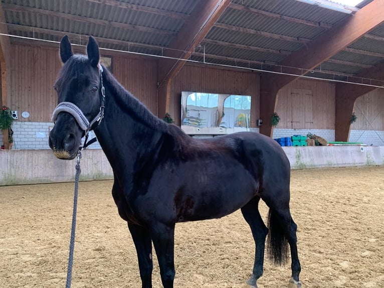 KWPN Stute 12 Jahre 168 cm Rappe in Renchen