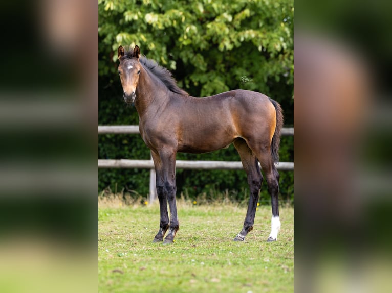 KWPN Stute 12 Jahre 168 cm Rappe in Oudenbosch