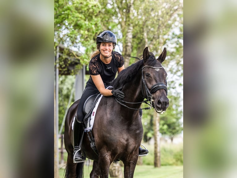 KWPN Stute 12 Jahre 168 cm Rappe in Oudenbosch