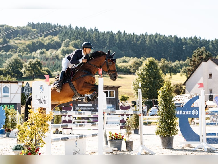 KWPN Stute 12 Jahre 169 cm Brauner in Heinsberg