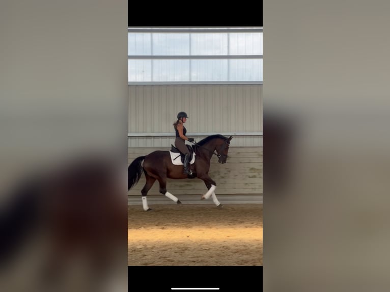KWPN Stute 12 Jahre 169 cm Dunkelbrauner in K&#xF6;nigswinter