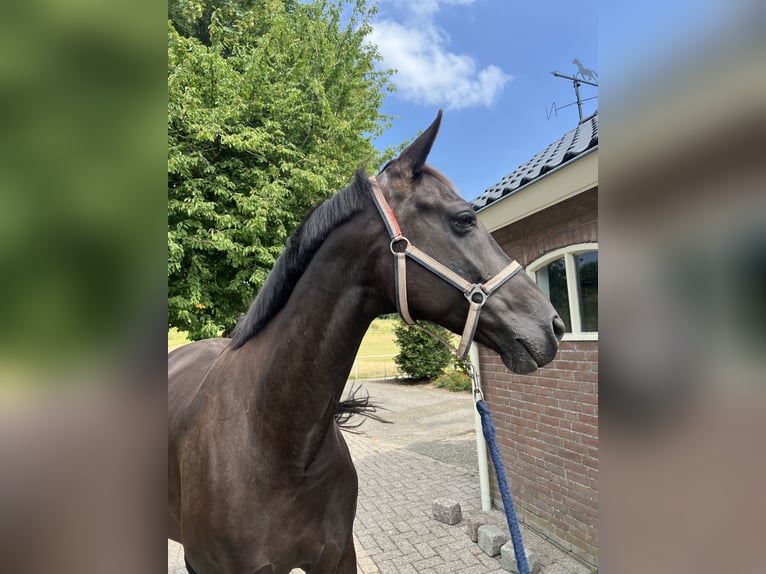 KWPN Stute 12 Jahre 169 cm Rappe in Meteren
