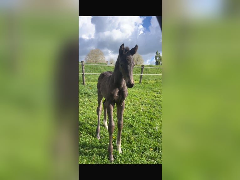 KWPN Stute 12 Jahre 169 cm Rappe in Meteren