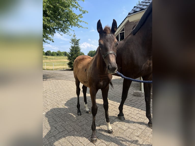 KWPN Stute 12 Jahre 169 cm Rappe in Meteren