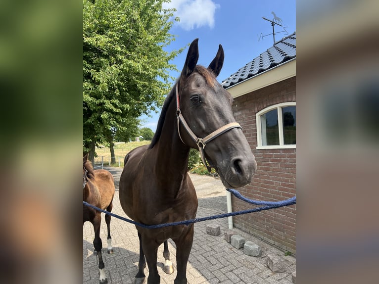 KWPN Stute 12 Jahre 169 cm Rappe in Meteren