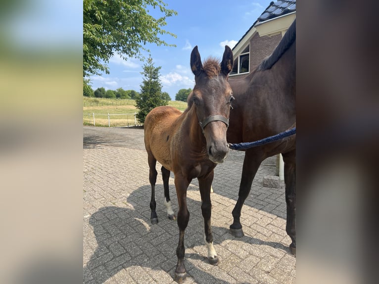 KWPN Stute 12 Jahre 169 cm Rappe in Meteren