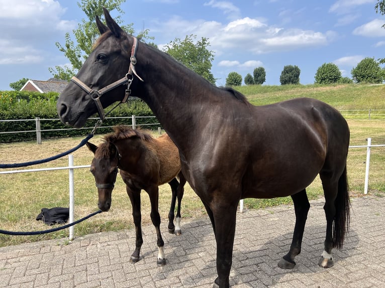 KWPN Stute 12 Jahre 169 cm Rappe in Meteren