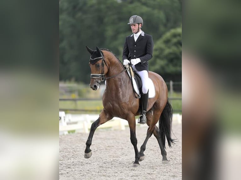 KWPN Stute 12 Jahre 170 cm Brauner in Valkenswaard