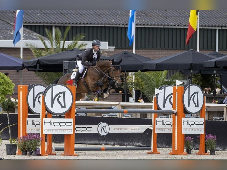 KWPN Stute 12 Jahre 170 cm Brauner in Garby