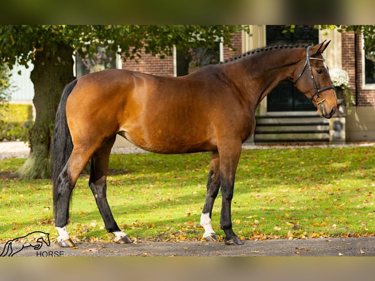 KWPN Stute 12 Jahre 170 cm Brauner in Garby