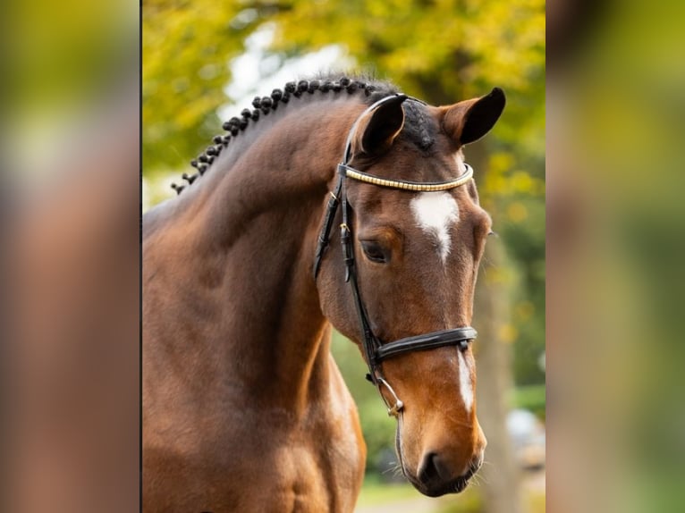 KWPN Stute 12 Jahre 170 cm Brauner in Garby