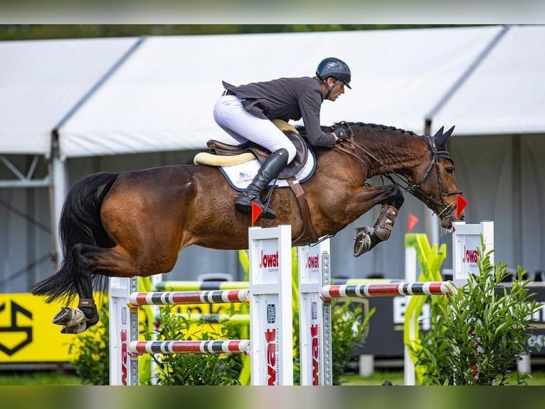 KWPN Stute 12 Jahre 170 cm Brauner in Garby