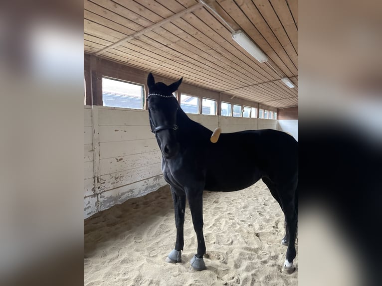 KWPN Stute 12 Jahre 170 cm  in Nürnberg