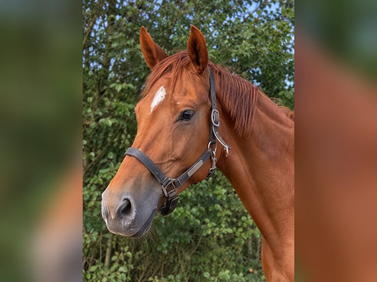 KWPN Stute 12 Jahre 170 cm Fuchs in Oosterhout