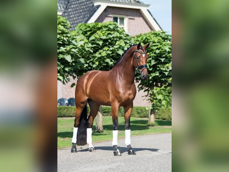 KWPN Stute 12 Jahre 171 cm Brauner in Wamel