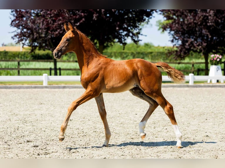 KWPN Stute 12 Jahre 171 cm Brauner in Wamel