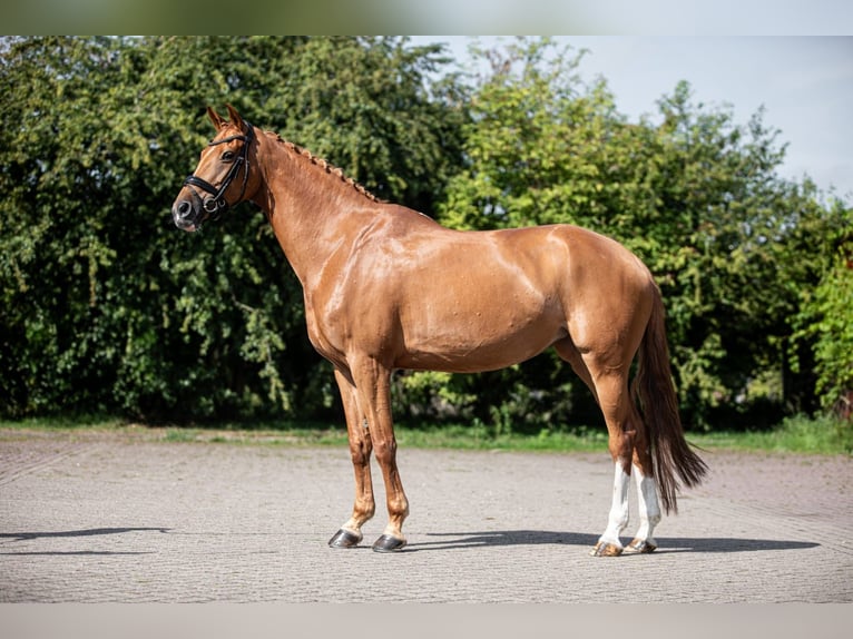 KWPN Stute 12 Jahre 171 cm Fuchs in Oudewater