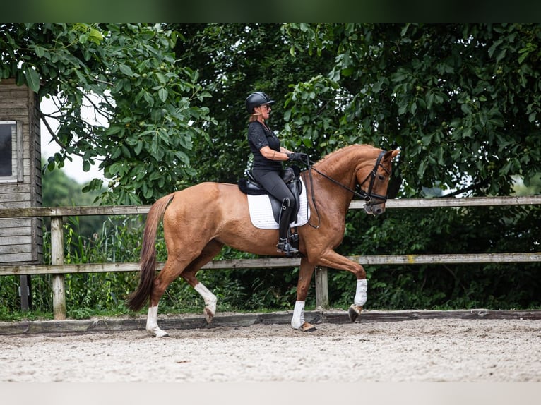 KWPN Stute 12 Jahre 171 cm Fuchs in Oudewater