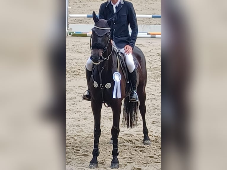 KWPN Stute 12 Jahre 171 cm Rappe in Koblenz