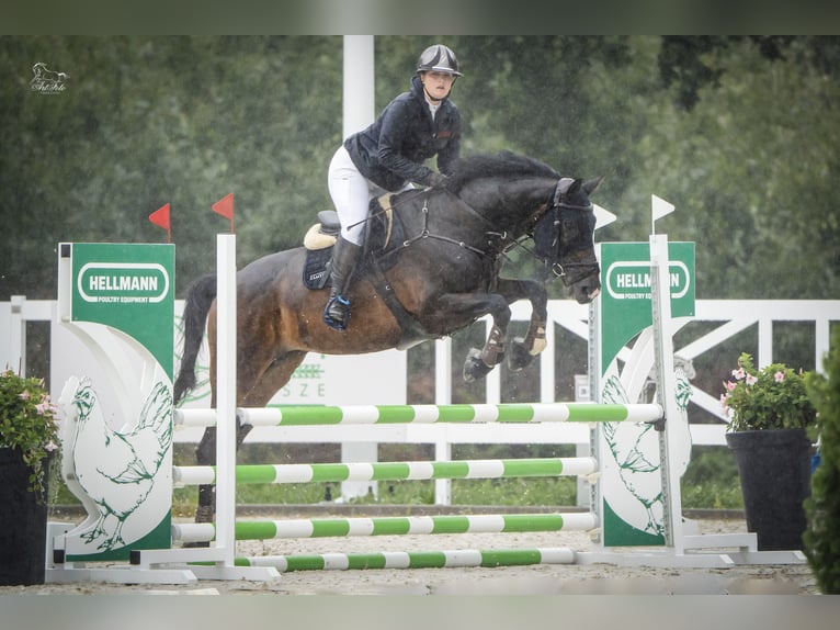 KWPN Stute 12 Jahre 171 cm Schwarzbrauner in Stęszew