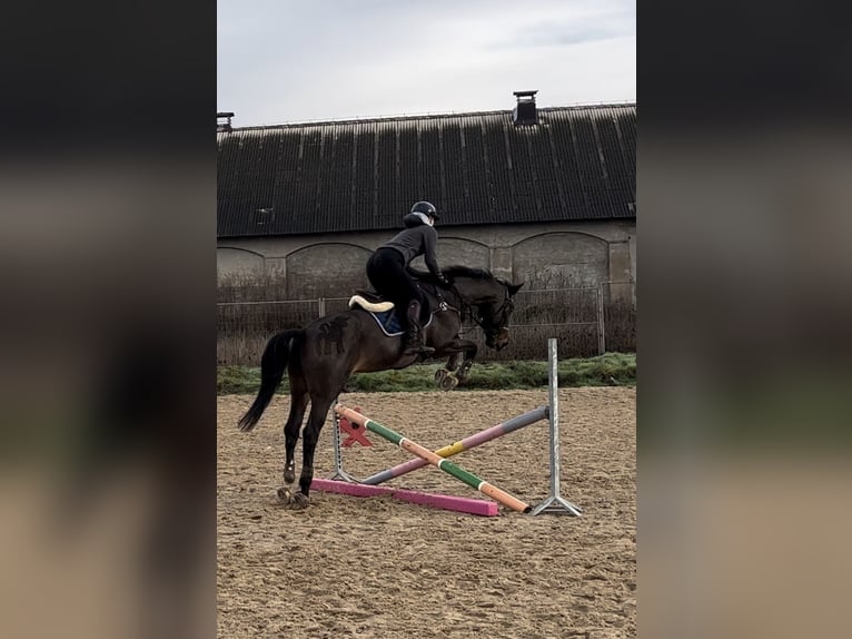 KWPN Stute 12 Jahre 171 cm Schwarzbrauner in Stęszew