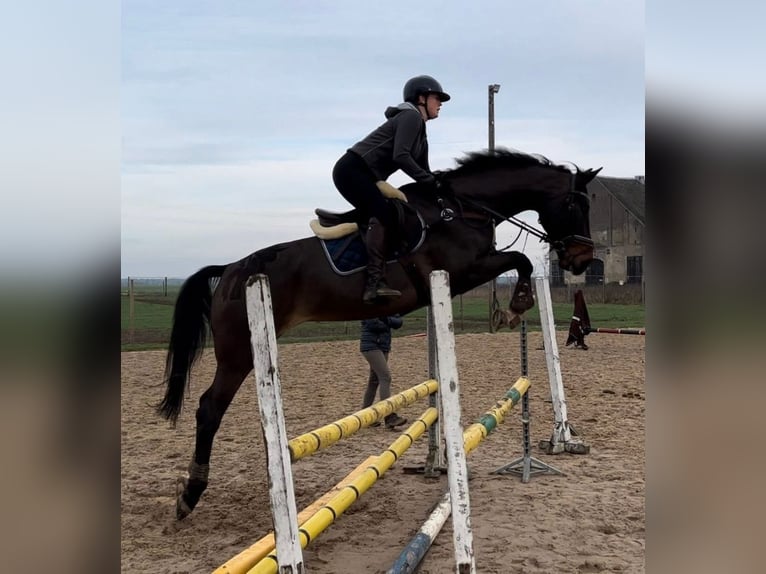 KWPN Stute 12 Jahre 171 cm Schwarzbrauner in Stęszew