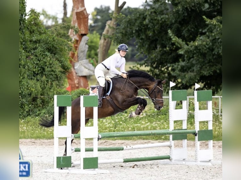 KWPN Stute 12 Jahre 171 cm Schwarzbrauner in Stęszew