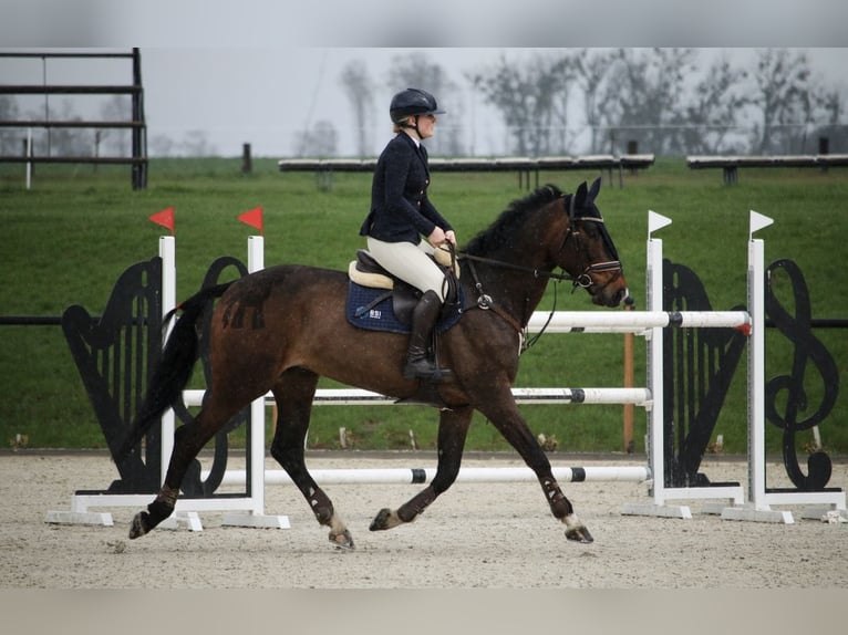 KWPN Stute 12 Jahre 171 cm Schwarzbrauner in Stęszew