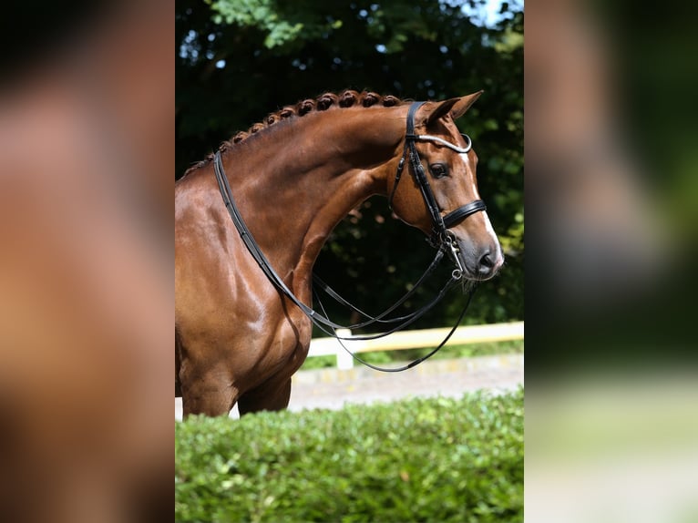 KWPN Stute 12 Jahre 172 cm Fuchs in Winschoten